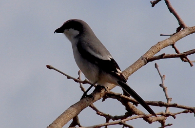 [Profile view of the bird perched on a branch. It faces the left and the hooked end of the upper bill extends beyond the lower bill. The bird had grey along the top of its head and its upper back. The outer edges of the wing and the tail are black. Its belly and a few parts on its wing are white.]